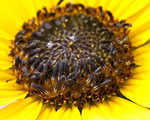 Common sunflower